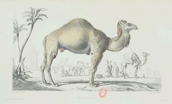 La vraie langue celtique - Page 89 p089 image 04