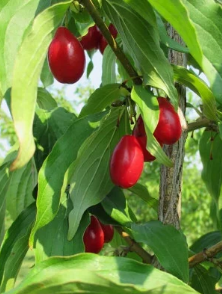 La vraie langue celtique - Page 97 p097 image 40