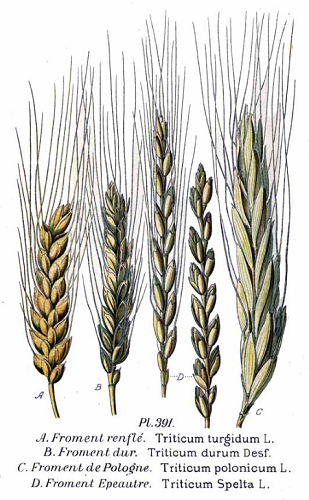 La vraie langue celtique - Page 99 p099 image 13