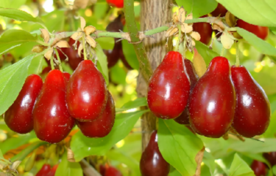 La vraie langue celtique - Page 147 p147 image 03