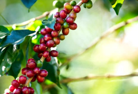 La vraie langue celtique - Page 147 p147 image 04