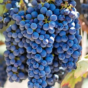 La vraie langue celtique - Page 147 p147 image 05