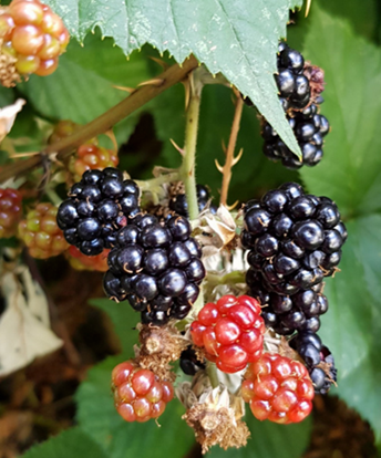 La vraie langue celtique - Page 147 p147 image 06