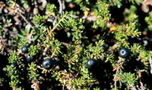 La vraie langue celtique - Page 147 p147 image 07